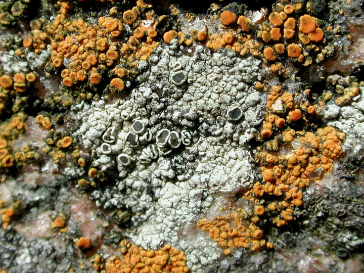 Lecanora actophila