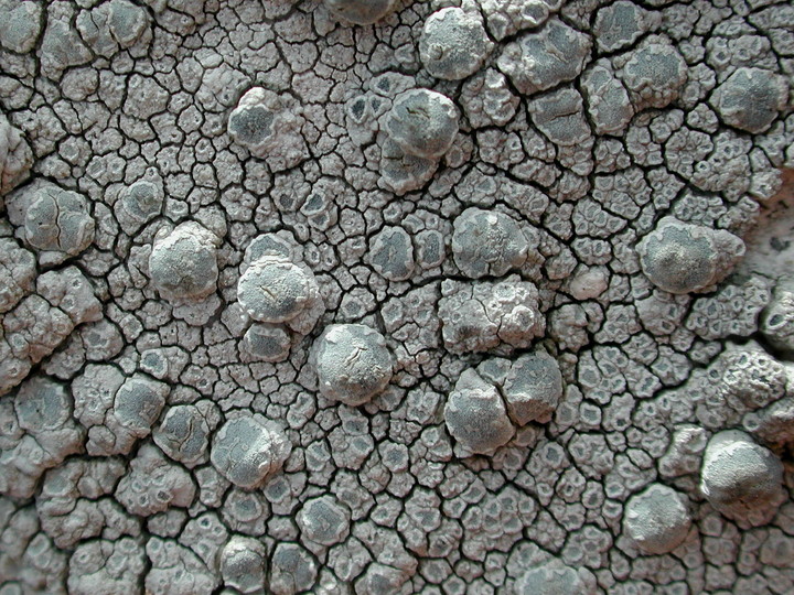 Lecanora rupicola