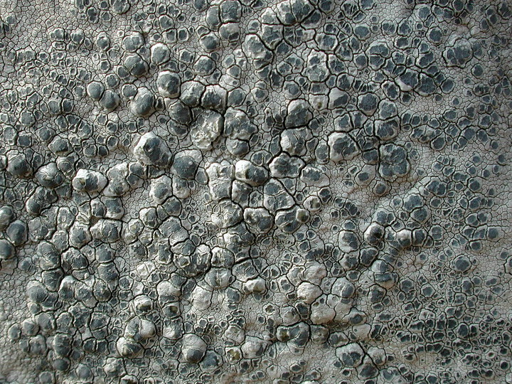 Lecanora rupicola