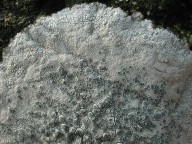 Lecanora rupicola