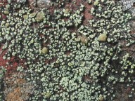 Lecanora epanora