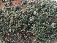 Lecanora epanora