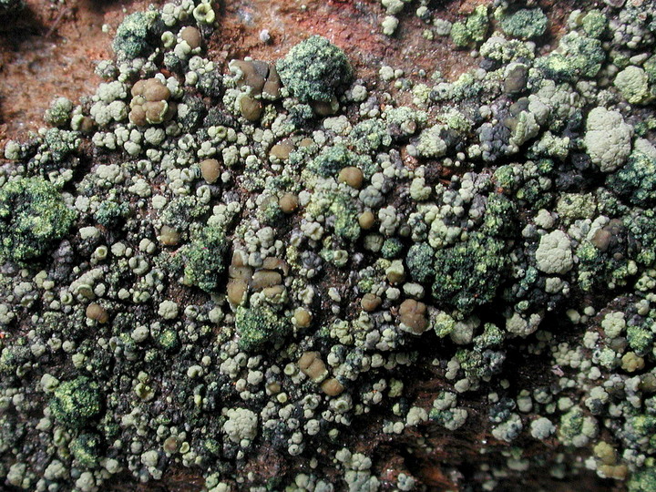 Lecanora epanora