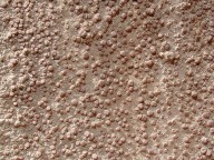 Lecanora subcarnea