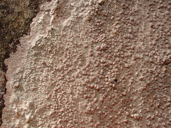 Lecanora subcarnea