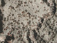 Lecanora glabrata