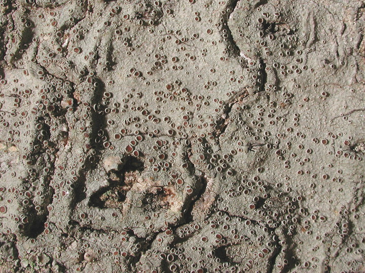 Lecanora glabrata