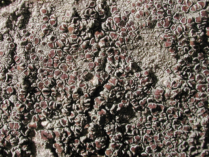 Lecanora glabrata