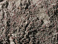 Lecanora glabrata