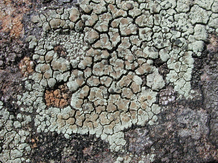 Lecanora intricata