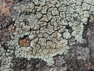 Lecanora intricata