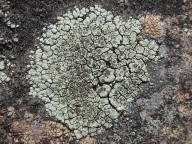 Lecanora intricata