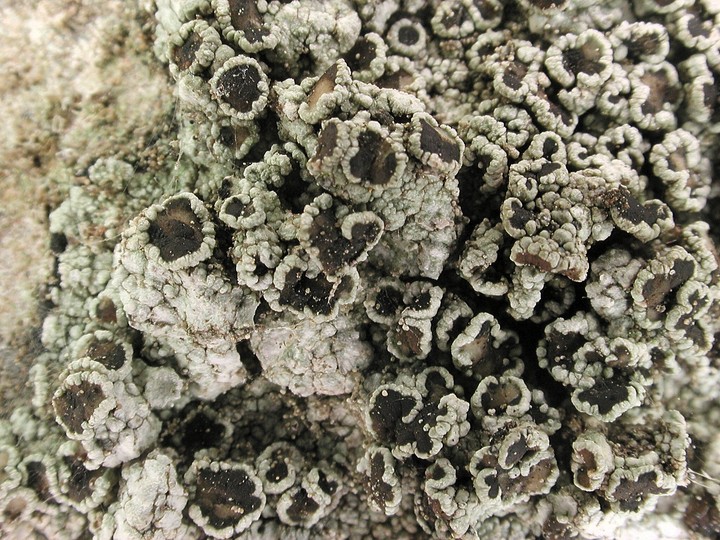 Lecanora gangaleoides