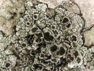 Lecanora gangaleoides