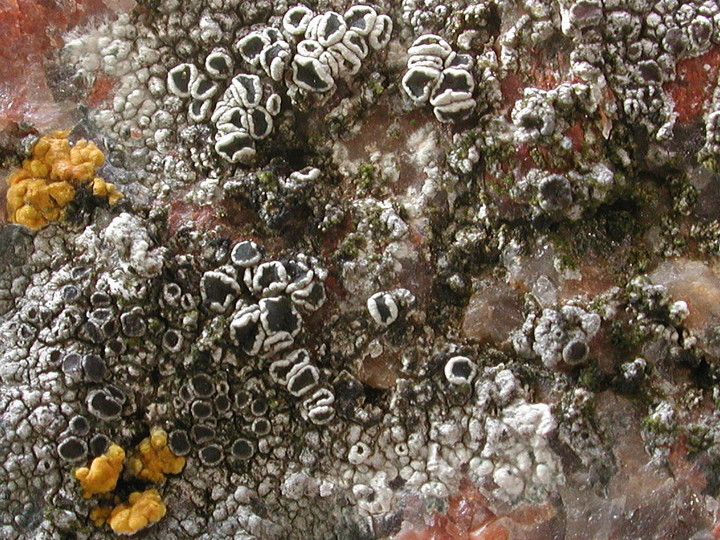 Lecanora helicopis