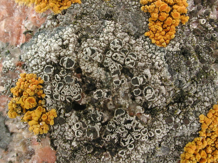 Lecanora helicopis