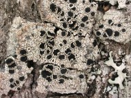 Lecanora pulicaris