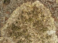 Lecanora sulphurella