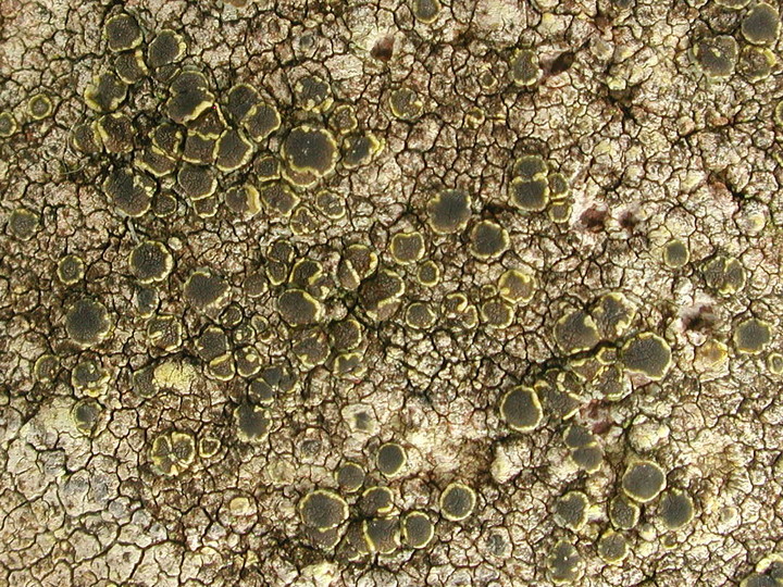 Lecanora sulphurella