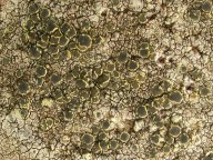 Lecanora sulphurella