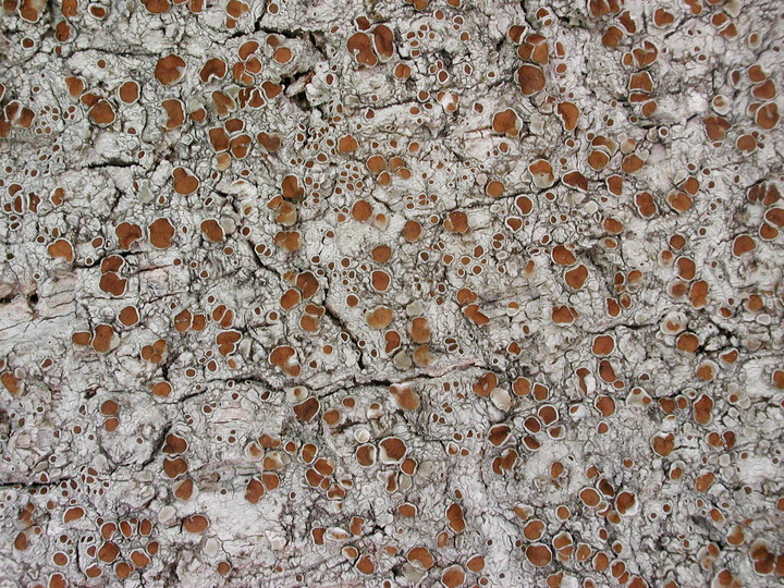 Lecanora glabrata