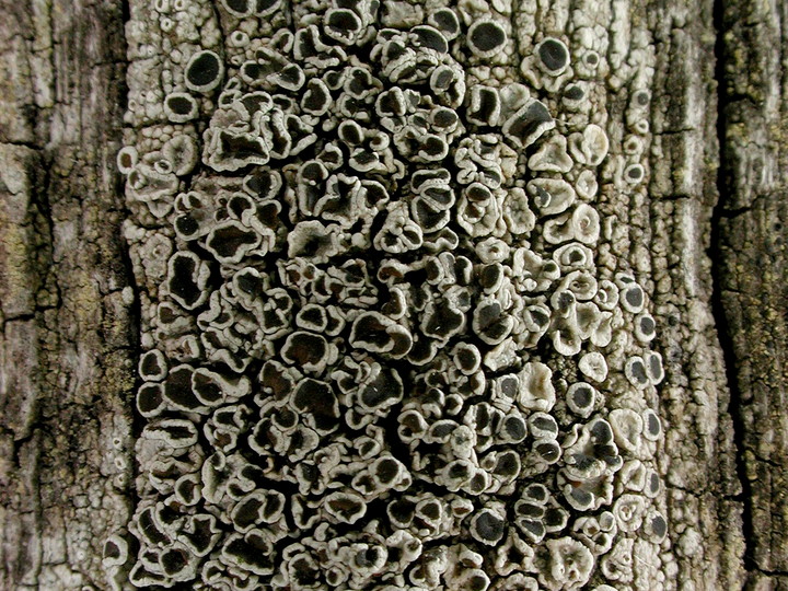 Lecanora pulicaris