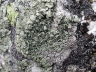 Lecanora sulphurea