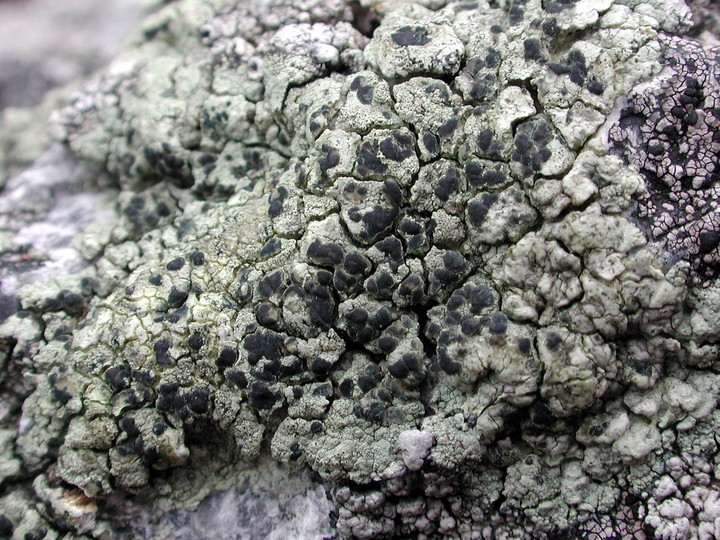 Lecanora sulphurea