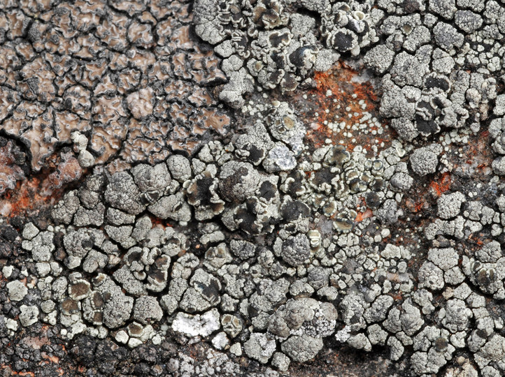 Lecanora chlorophaeodes