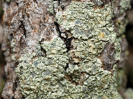 Lecanora sublivescens