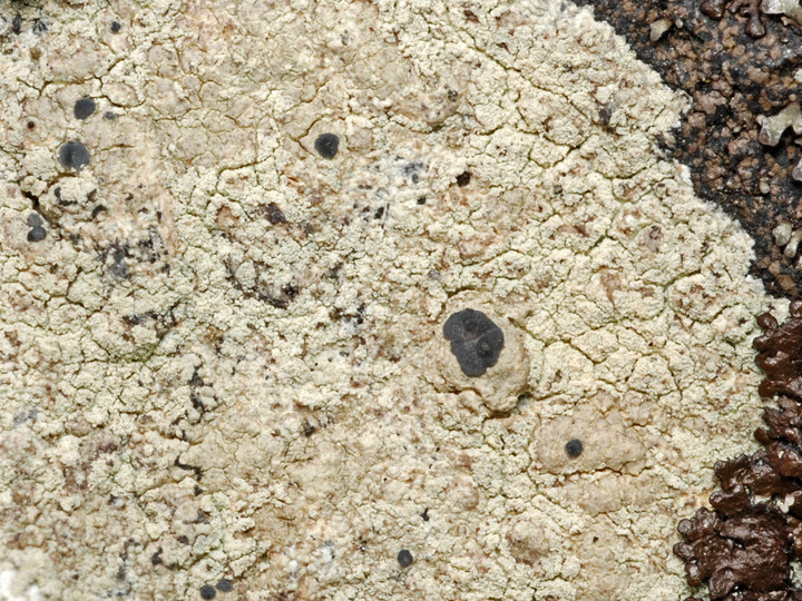 Lecanora orosthea