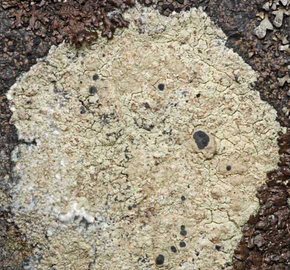 Lecanora orosthea