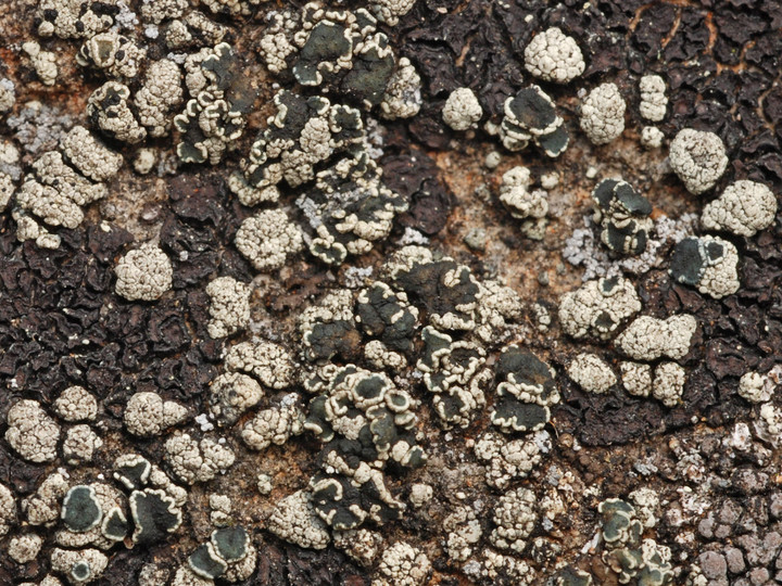 Lecanora chlorophaeodes