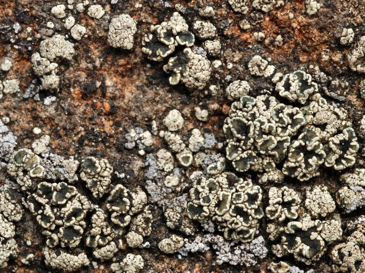 Lecanora chlorophaeodes