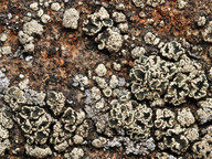 Lecanora chlorophaeodes