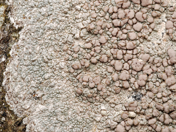 Lecanora subcarnea