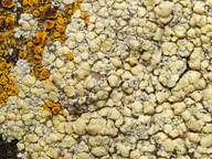 Lecanora polytropa