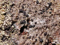 Lecanora hypoptoides