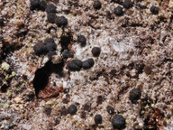 Lecanora hypoptoides