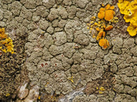 Lecanora poliophaea