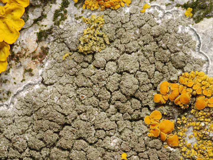 Lecanora poliophaea