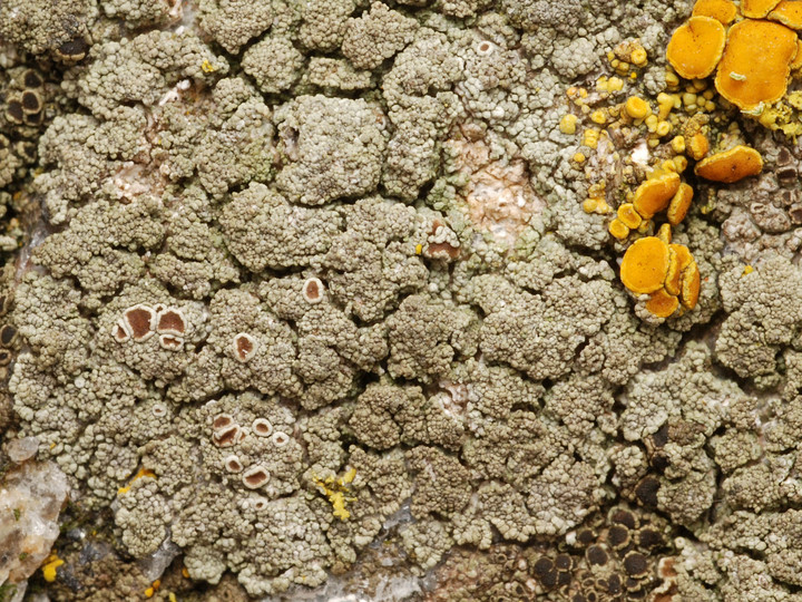 Lecanora poliophaea