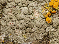 Lecanora poliophaea