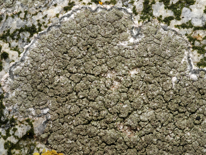 Lecanora poliophaea