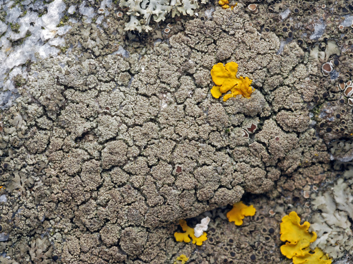 Lecanora poliophaea