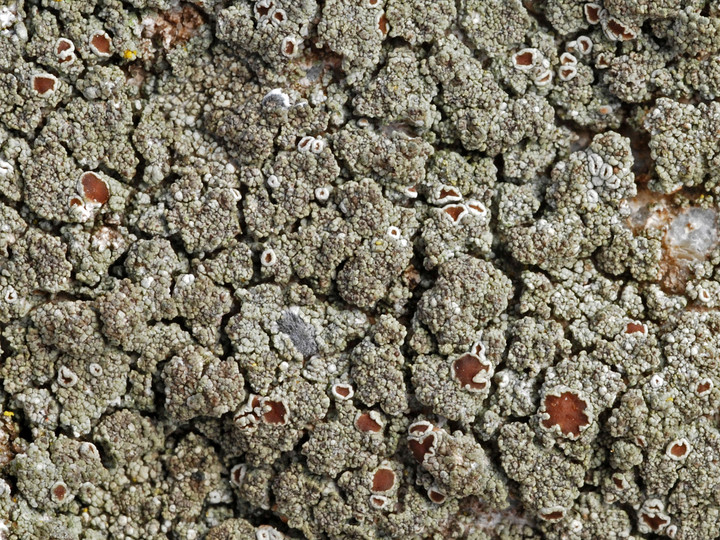 Lecanora poliophaea