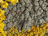 Lecanora poliophaea