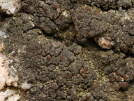 Lecanora poliophaea