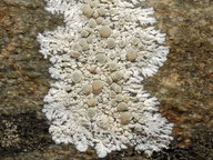 Lecanora swartzii