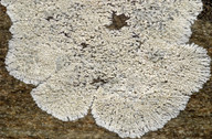 Lecanora lojkaeana